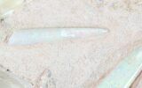 Opal Replaced Belemnite & Clam Fossils - Australia #21910-7